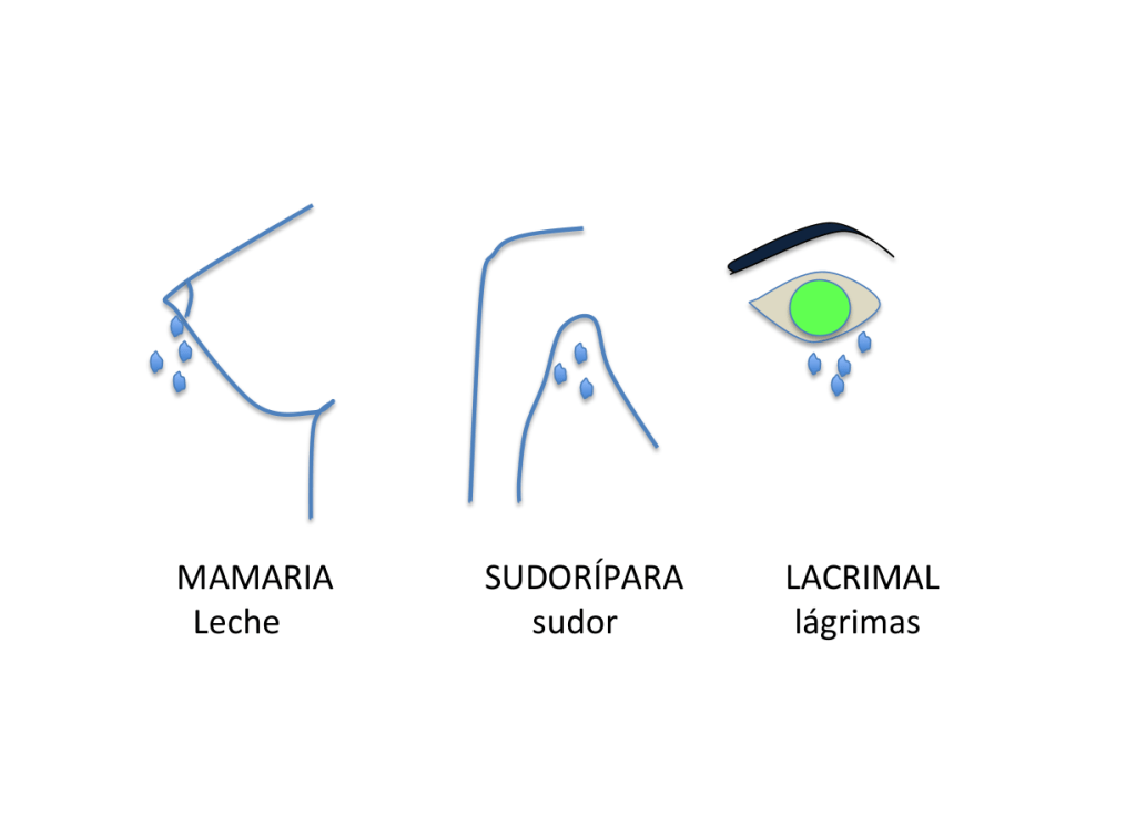 GLÁNDULAS ENDOCRINAS Y EXOCRINAS